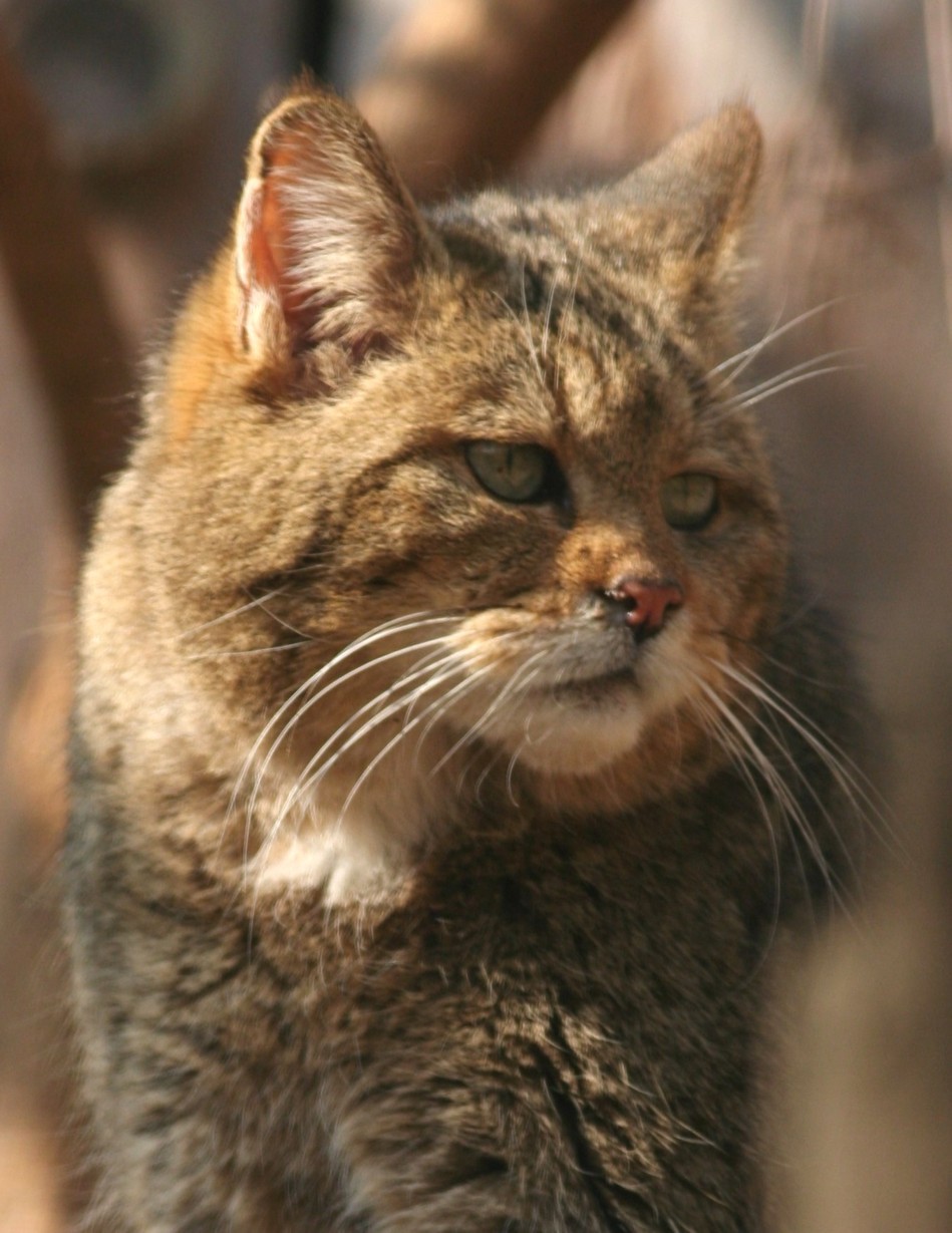 European wildcat (Felis silvestris) life4oakforests.eu