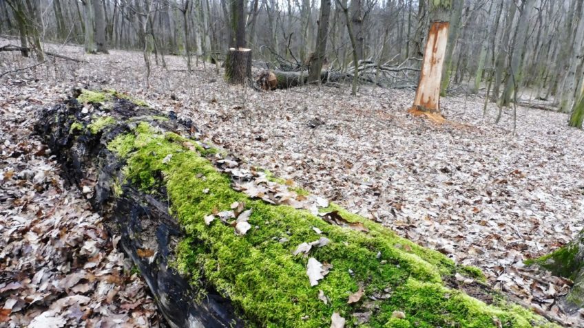 We completed the reconstruction of natural forest structure in the forests of Nagyoroszi and Diósjenő (DINPD)