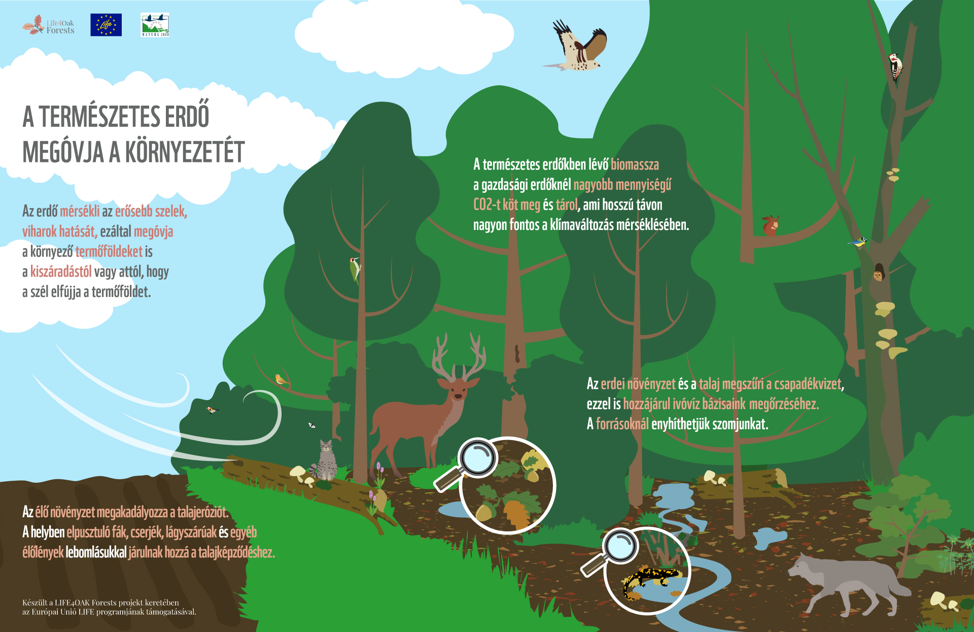 What do we owe to the forests? – Infographics series on natural forest ...