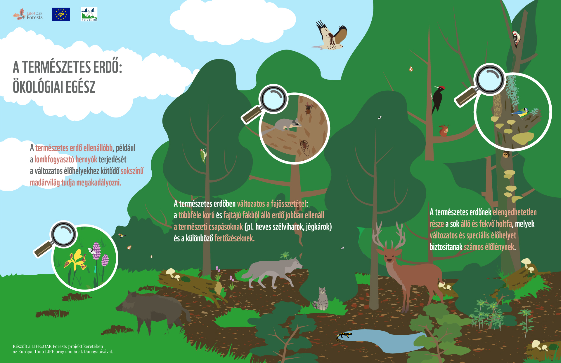 What do we owe to the forests? Infographics series on