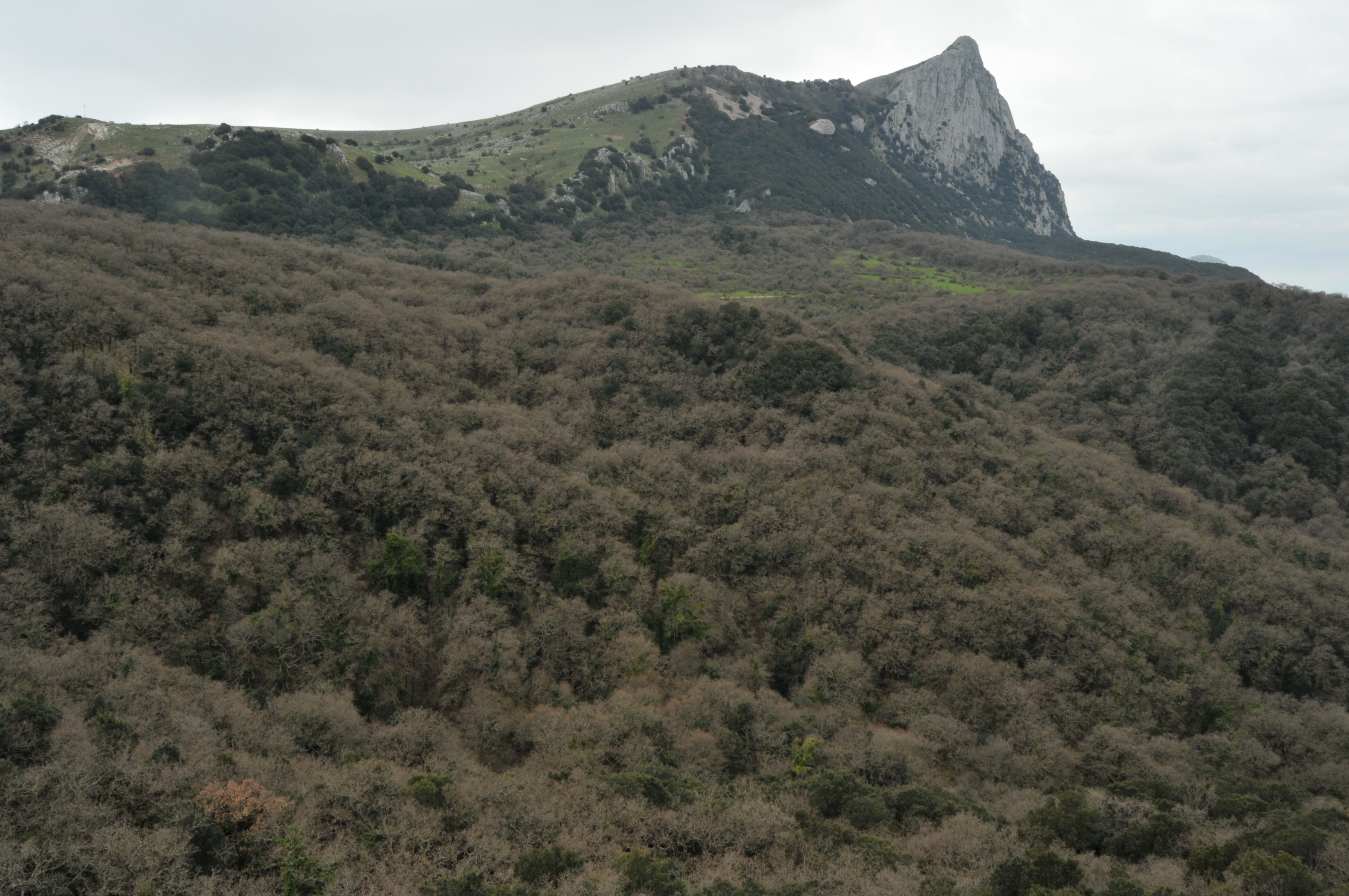 A journey to Sicily: old growth forest of Quercus pubescens in habitat 91AA*