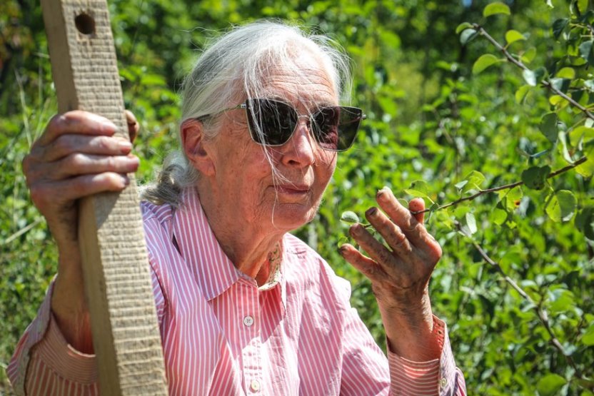 Jane Goodall planted trees on Sas-hegy