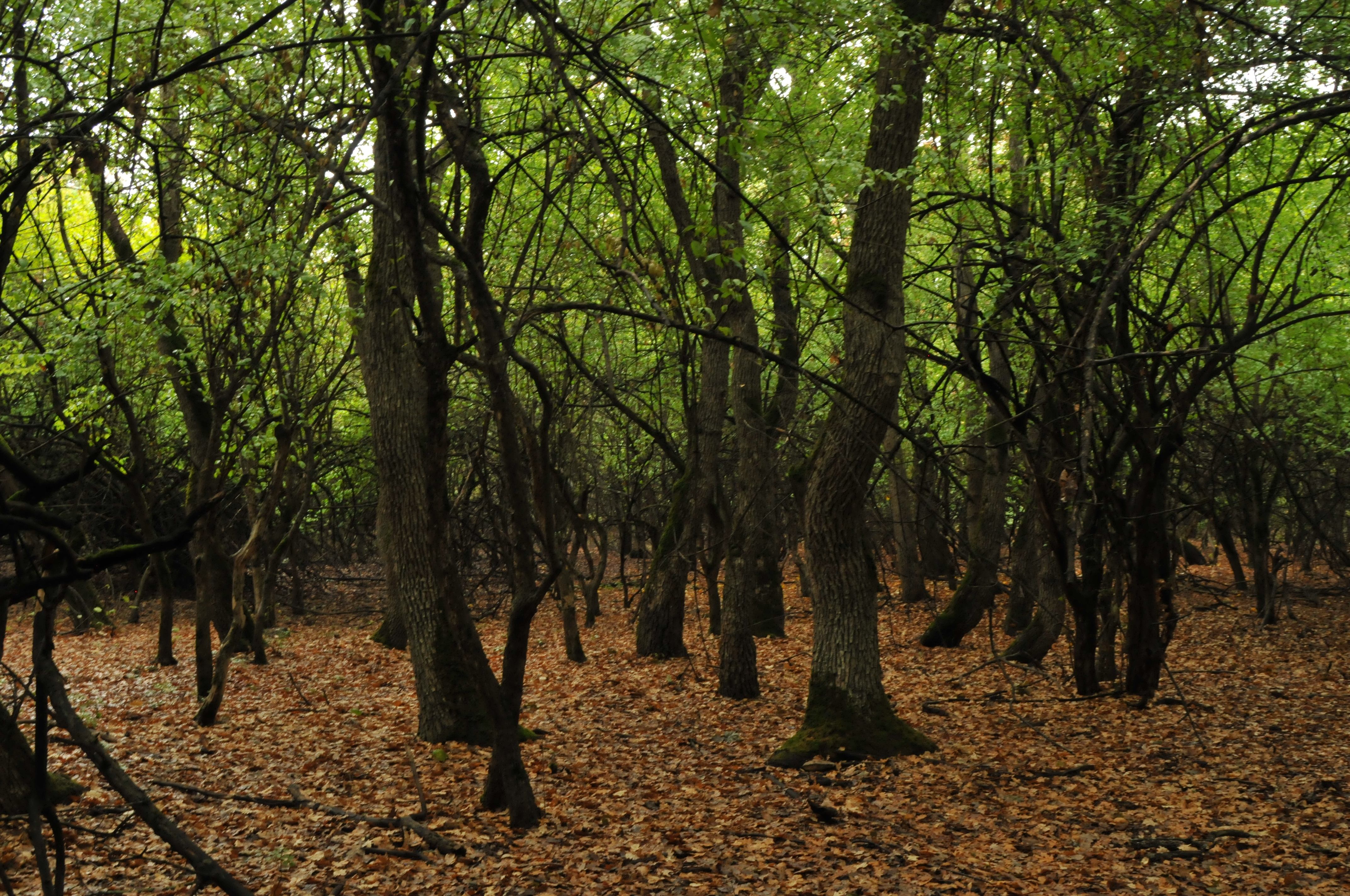 MAR first survey of old-growth forests in habitat 91AA*, Dobrogea, Romania