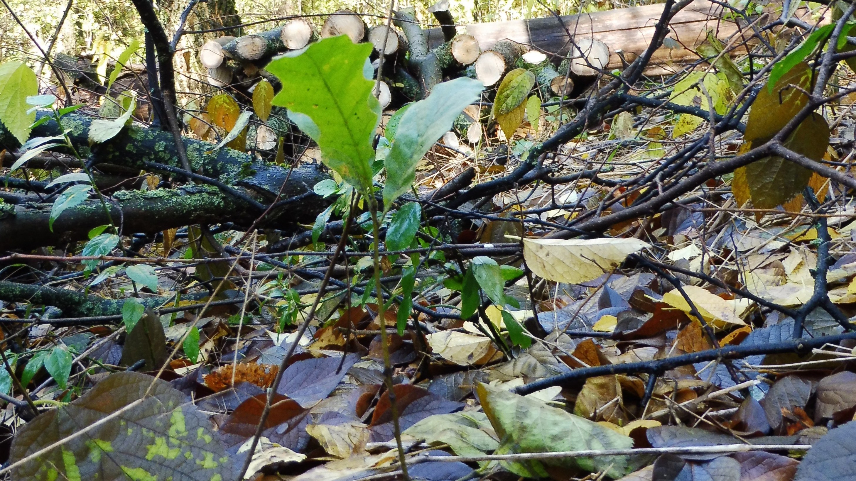 We have suppressed the invasive plant species in 12 ha in the DINPD