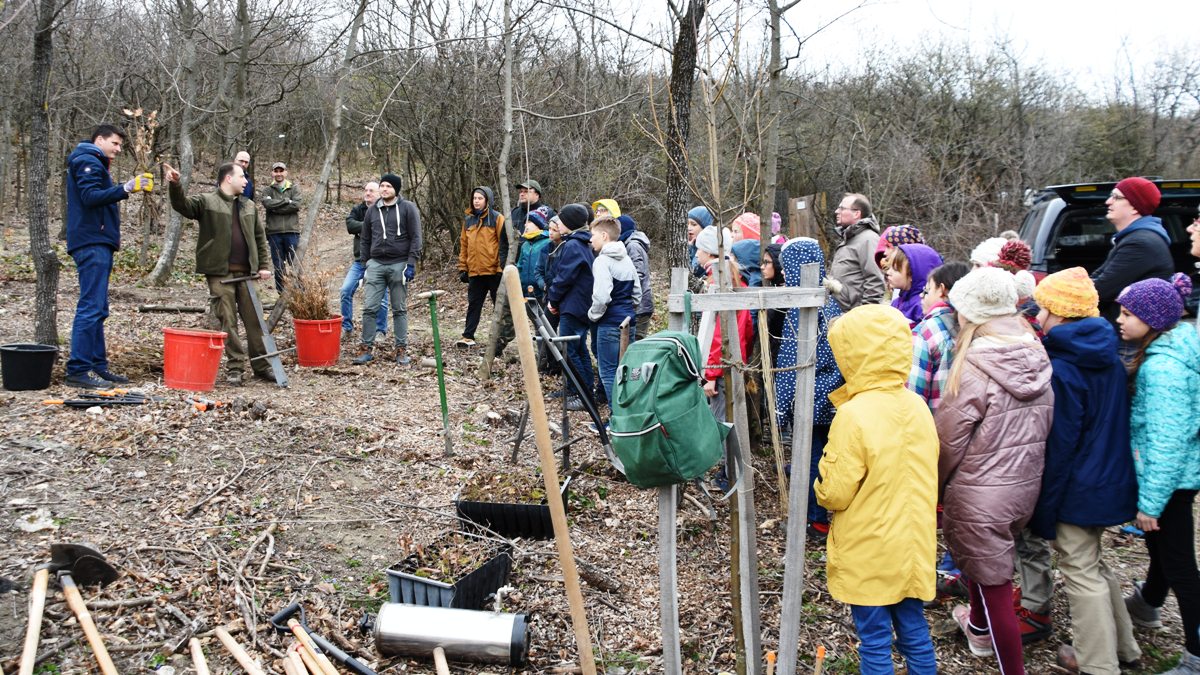 We planted 300 seedlings in Sas-hegy (DINPD) with volunteers