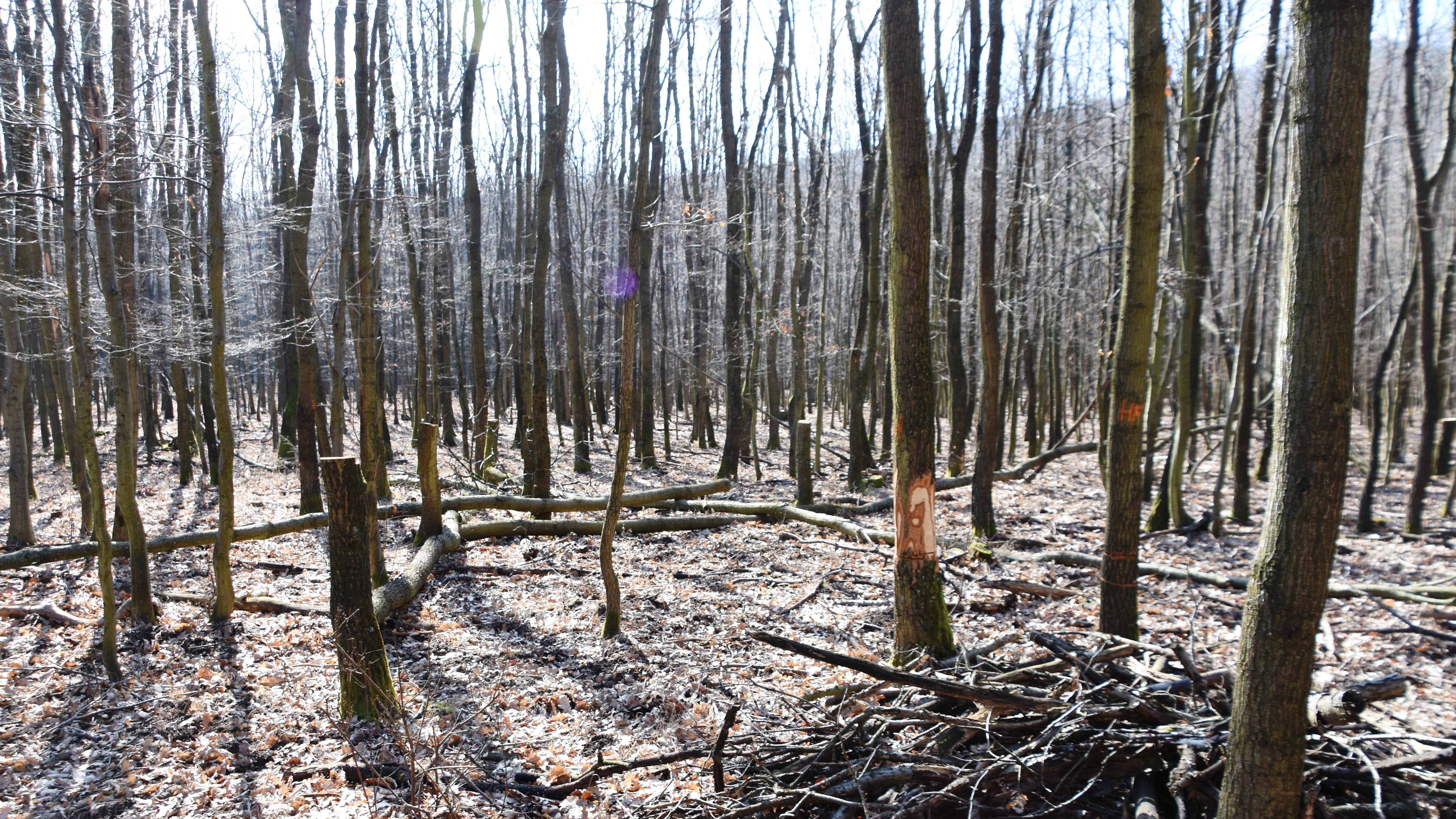 Nature conservation management with light and shadow