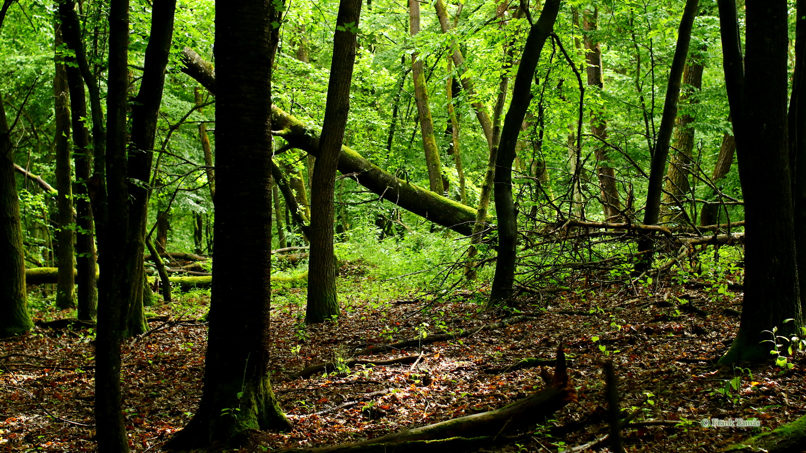 Visit in the natural oak forest of Kavicshát in Aggtelek