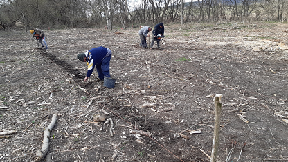 Forty thousand seedlings were planted