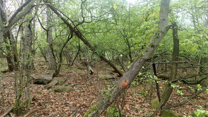 Native tree seedlings have been growing in the Ostoros Valley