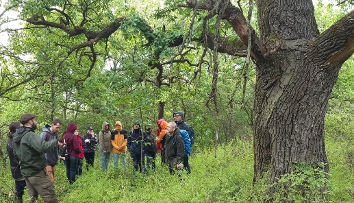 Freed oak giants