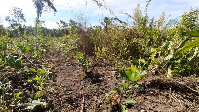 We planted 100,000 seedlings