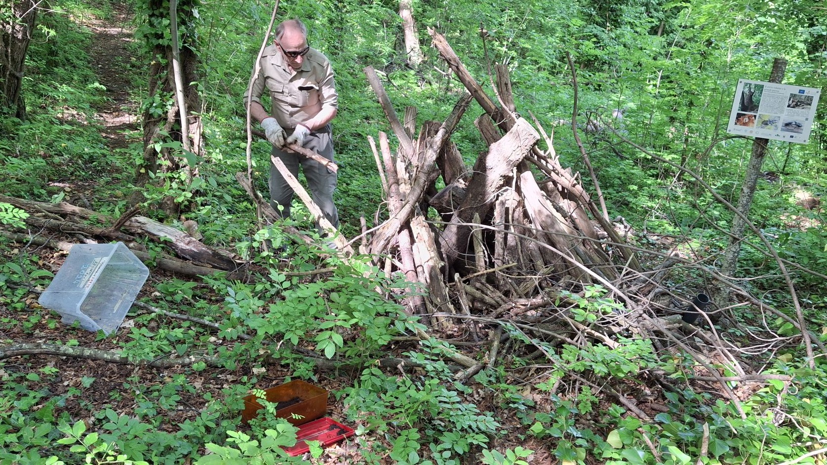 Stag Beetles in the Life4OakForests Logpyramids