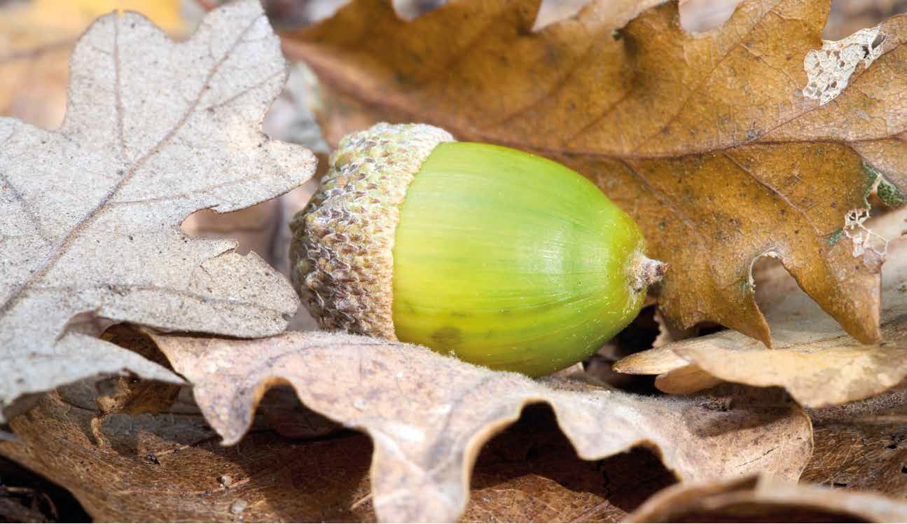 Creation and Restoration of Oak Forests – A Practical Guide